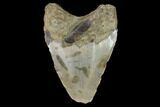 Bargain, Fossil Megalodon Tooth - North Carolina #91641-1